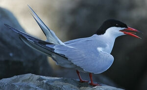 Common Tern 
&copy; Ren� Lortie