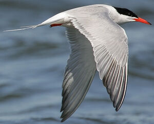 Common Tern 
&copy; Ren� Lortie