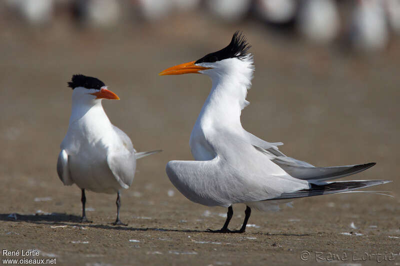 Royal Tern male adult breeding, identification, Behaviour