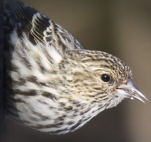 Pine Siskin