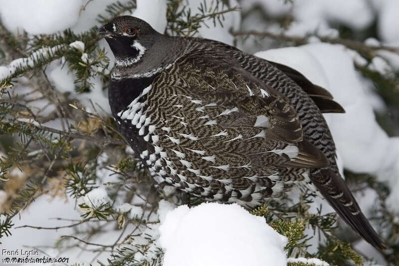 Spruce Grouse male adult post breeding, identification