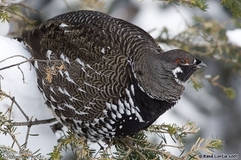 Spruce Grouse male adult post breeding