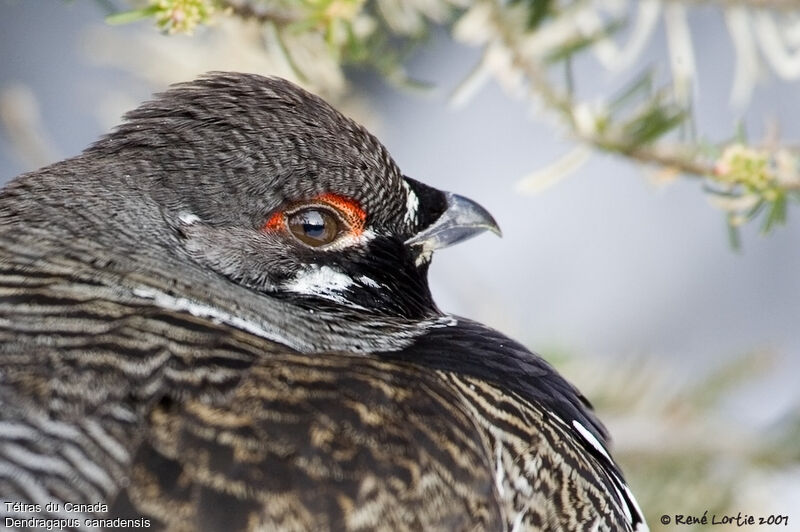 Spruce Grouse male adult post breeding