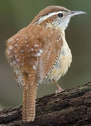 Carolina Wren