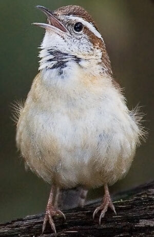 Carolina Wren