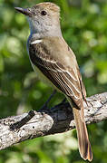 Brown-crested Flycatcher