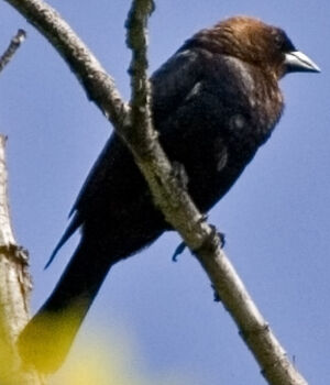 Vacher � t�te brune
