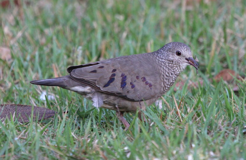 Common Ground Dove female adult