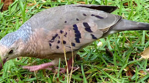 Common Ground Dove
