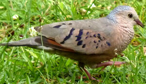 Common Ground Dove