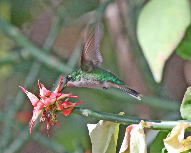 Puerto Rican Emerald female adult