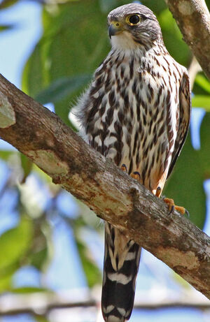 Merlin
