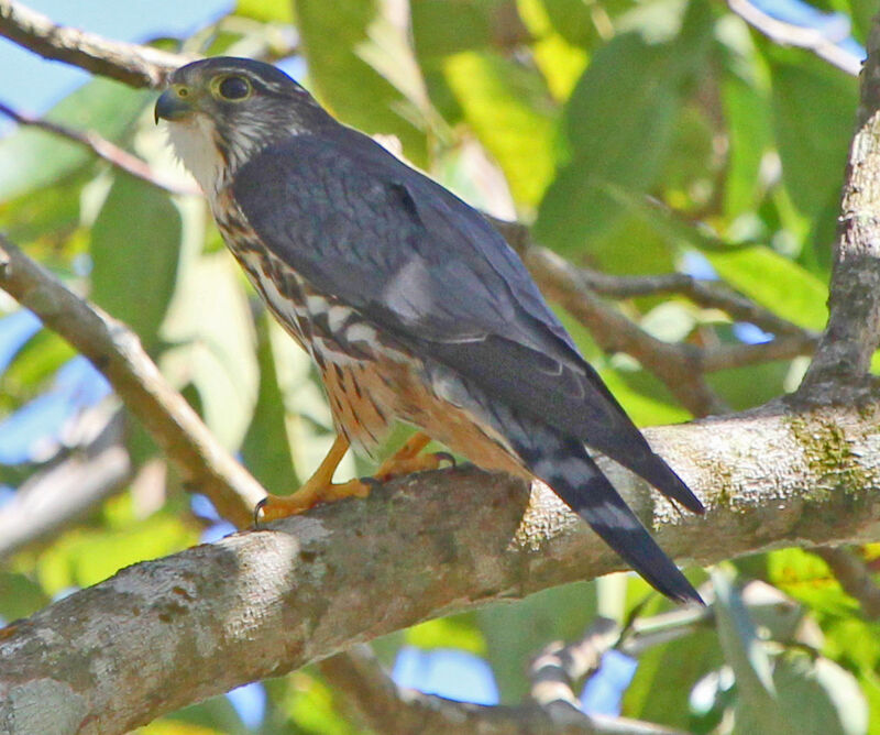 Merlin male adult