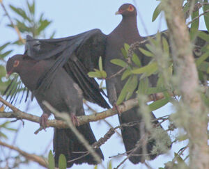 Pigeon � cou rouge