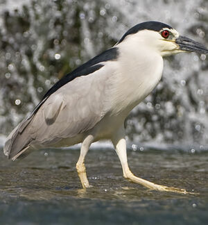 Black-crowned Night Heron