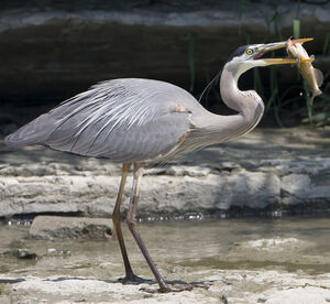 Great Blue Heron