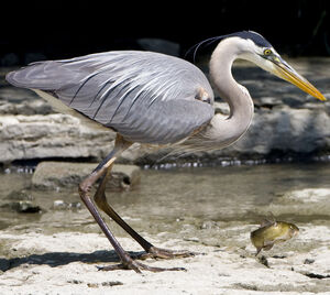 Great Blue Heron