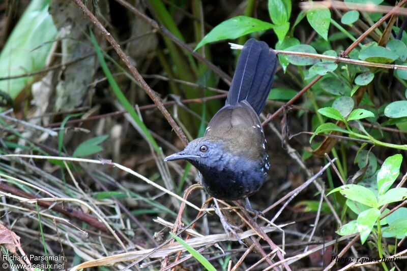 Black-throated Antbird male adult
