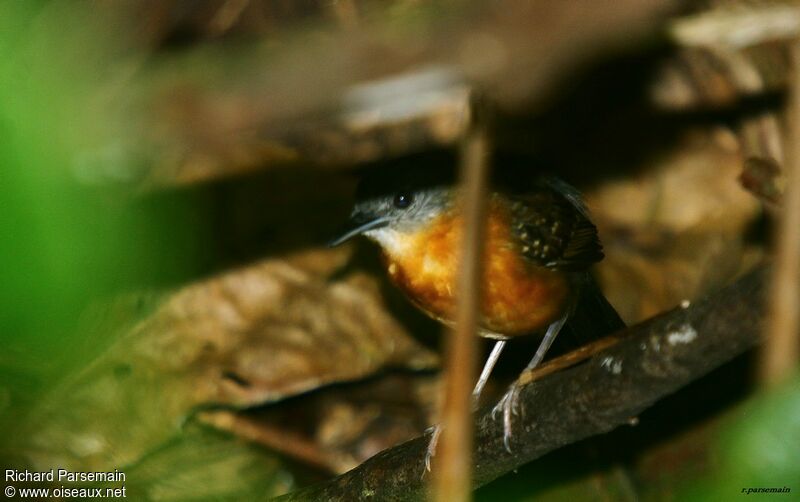 Black-throated Antbird female adult