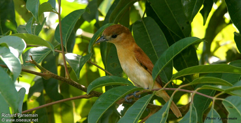 Cinereous Becard female adult