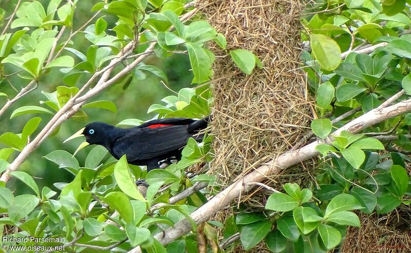 Red-rumped Caciqueadult