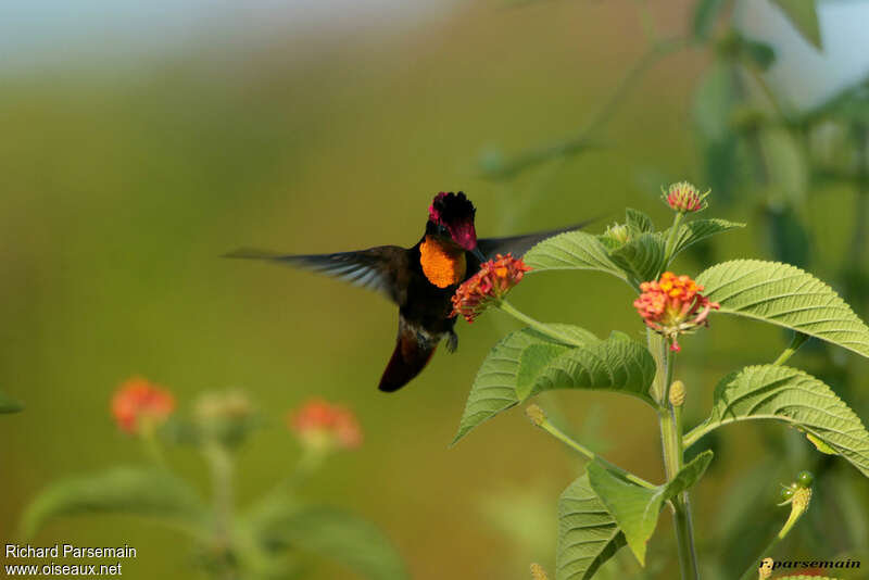 Colibri rubis-topaze mâle adulte nuptial, mange