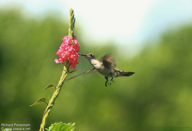 Ruby-topaz Hummingbird female adult