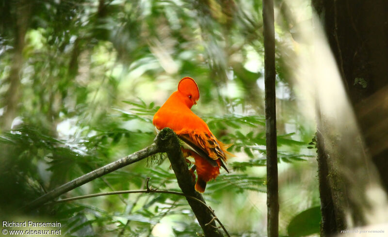 Coq-de-roche orange mâle adulte