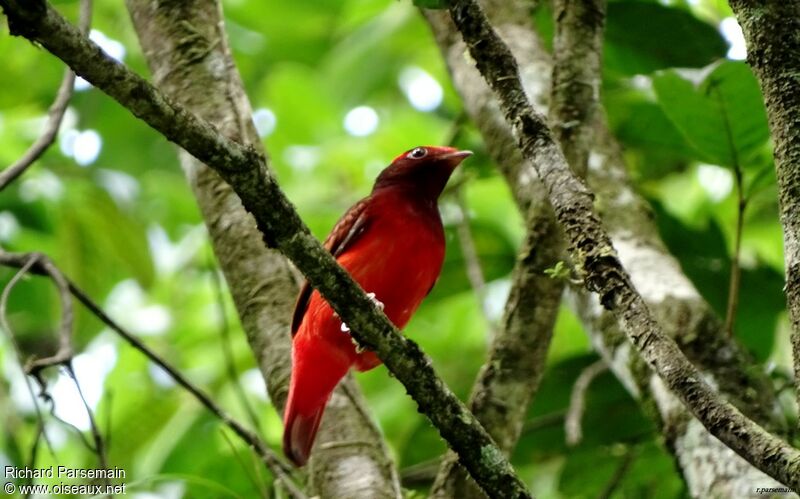 Guianan Red Cotingaadult