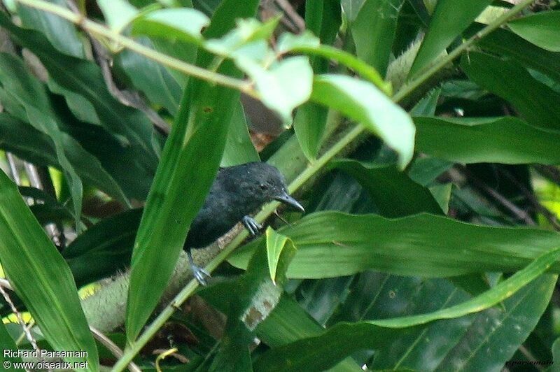 Blackish Antbird male adult