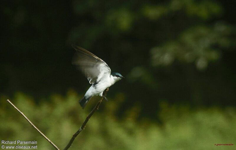White-winged Swallowadult