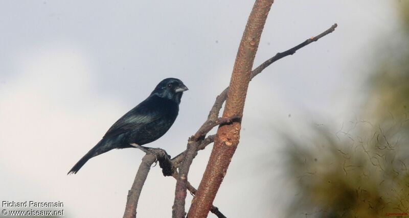 Blue-black Grassquit male adult
