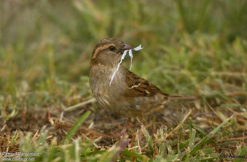 House Sparrowadult, Reproduction-nesting