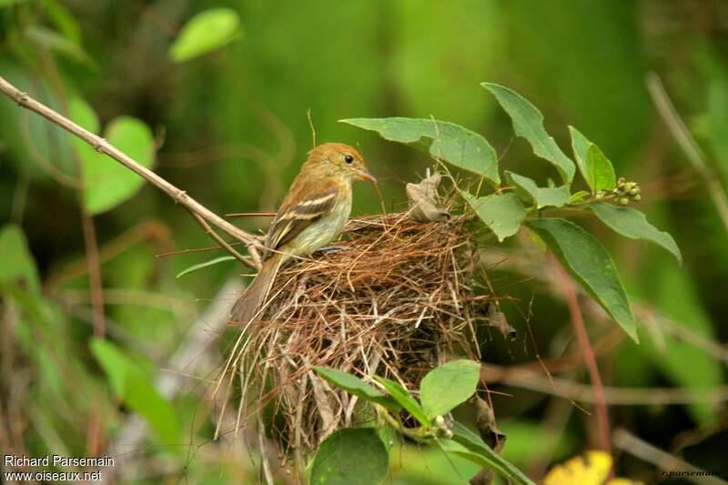 Bran-colored Flycatcher female adult, Reproduction-nesting