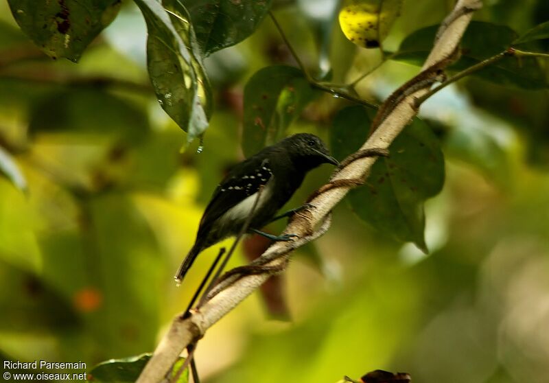 White-flanked Antwren male adult