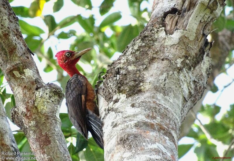 Red-necked Woodpeckeradult