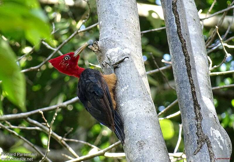 Red-necked Woodpecker male adult, identification, eats