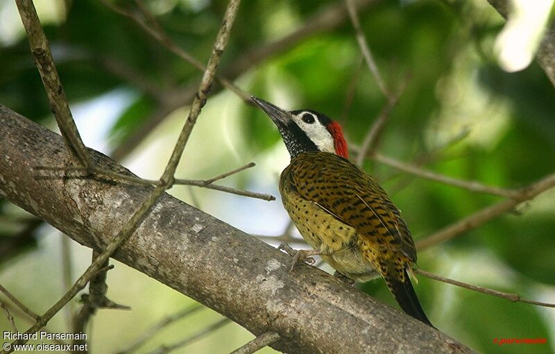 Spot-breasted Woodpecker female adult