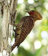 Waved Woodpecker