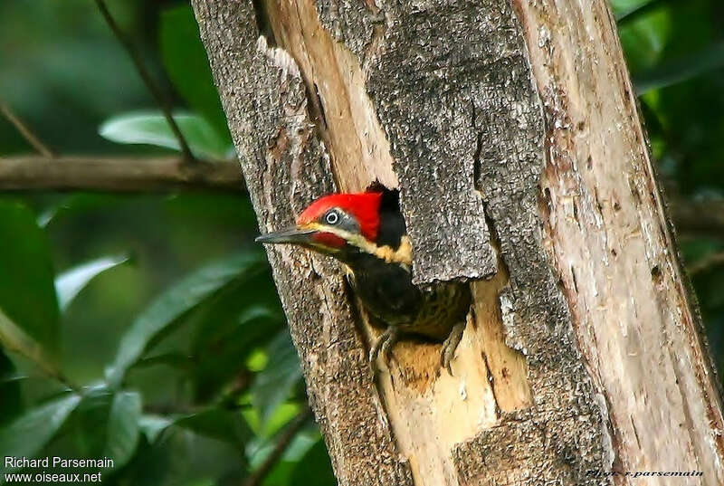 Lineated Woodpecker male adult, Reproduction-nesting