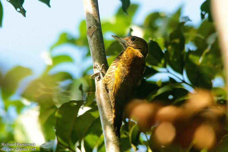 Little Woodpecker female adult