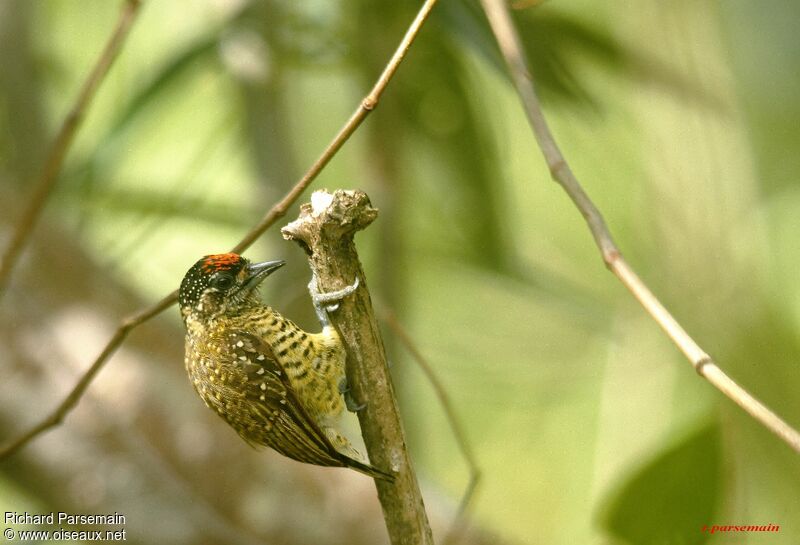 Golden-spangled Piculet male adult