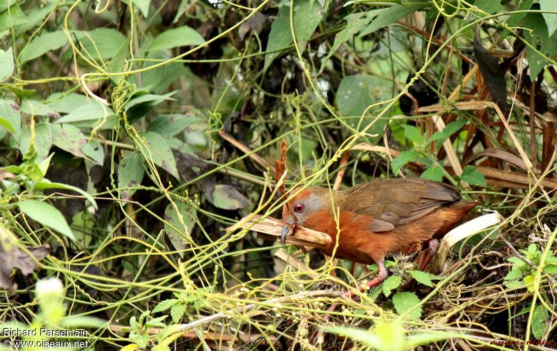 Russet-crowned Crakeadult, Reproduction-nesting