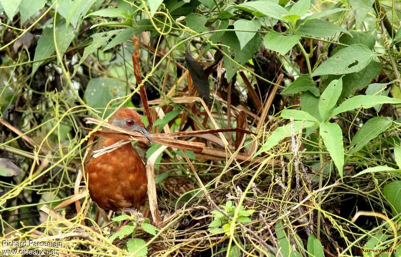 Russet-crowned Crakeadult, Reproduction-nesting