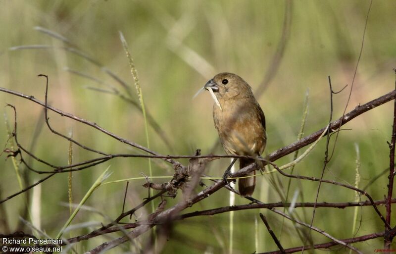 Wing-barred Seedeater female adult