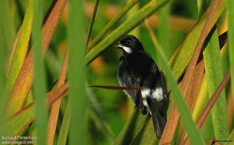 Lesson's Seedeater male adult, identification