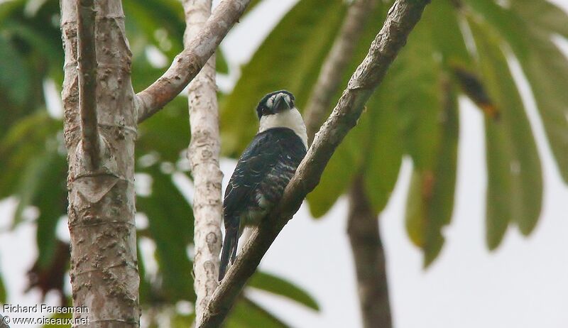 Guianan Puffbirdadult