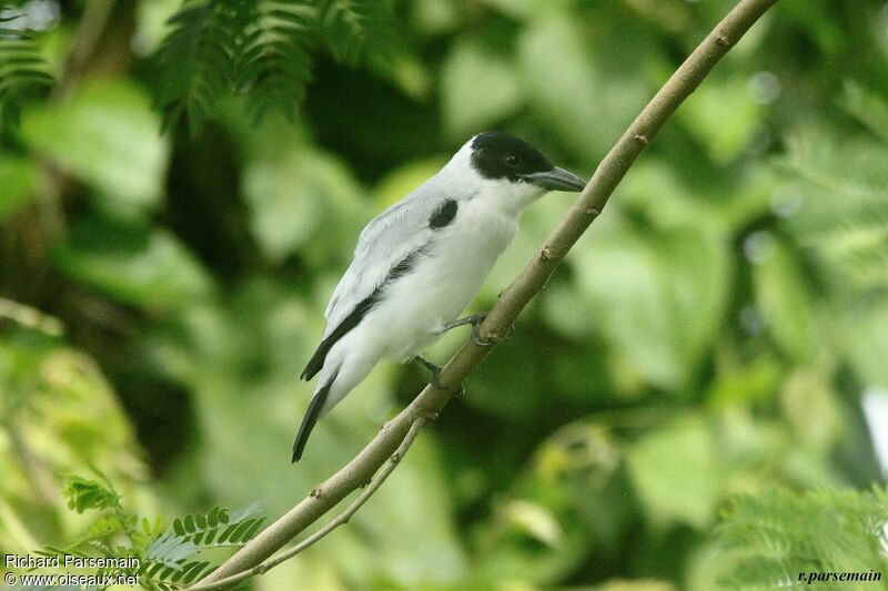 Black-crowned Tityra male adult
