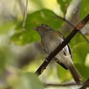 Grey-chested Greenlet