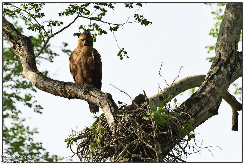 Wahlberg's Eagle, habitat, Reproduction-nesting